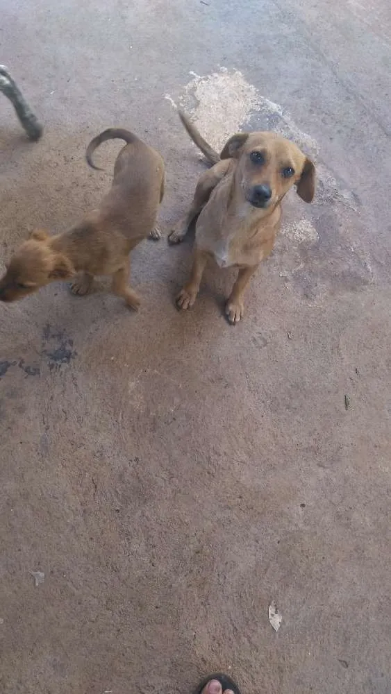 Cachorro ra a Vira lata idade 2 a 6 meses nome Marronzinha