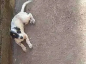 Cachorro raça Vira lata idade 2 a 6 meses nome Marronzinha