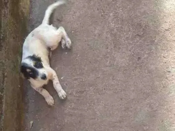 Cachorro ra a Vira lata idade 2 a 6 meses nome Marronzinha