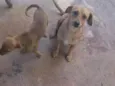 Marronzinha