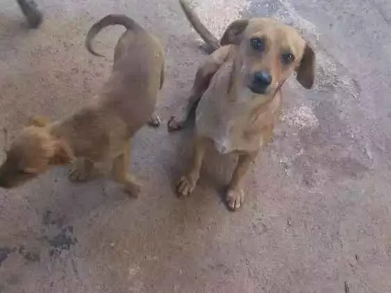 Cachorro ra a Vira lata idade 2 a 6 meses nome Marronzinha