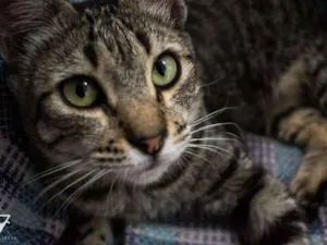 Gato raça  idade 2 anos nome Marea