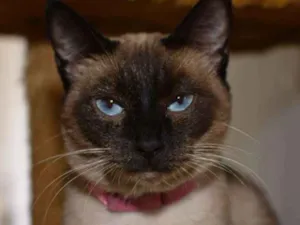 Gato raça  idade 2 anos nome Mel