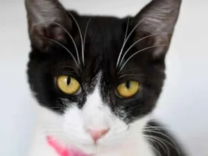 Gato raça  idade 7 a 11 meses nome Nala