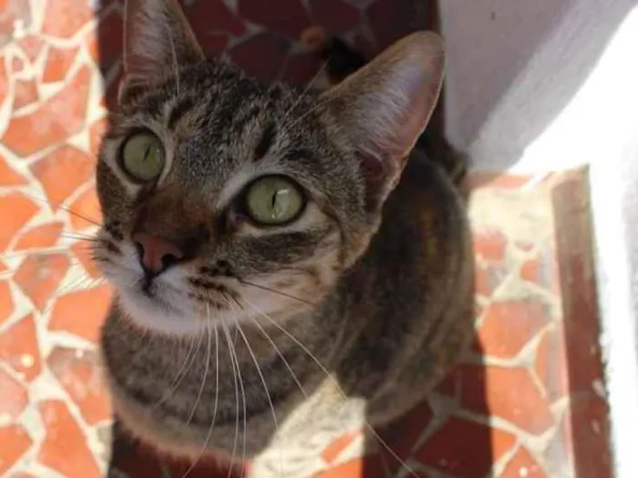Gato ra a SRD idade 3 anos nome Myra