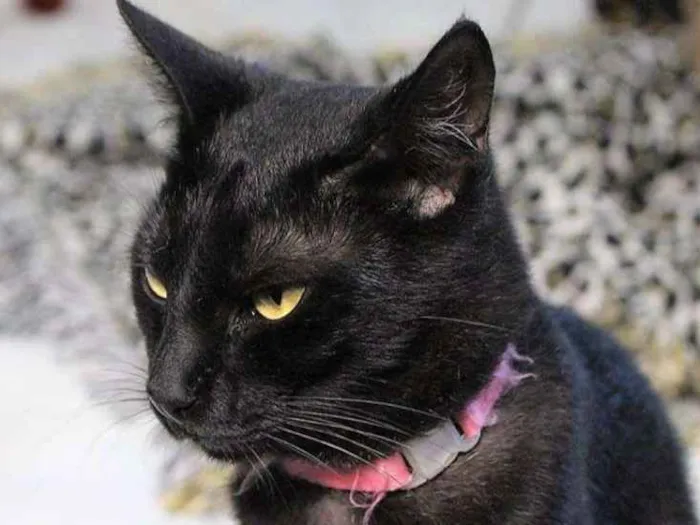 Gato ra a  idade 2 anos nome Salete