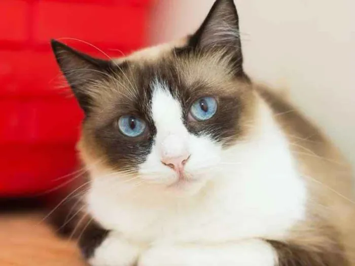 Gato ra a  idade 6 ou mais anos nome Mufasinha