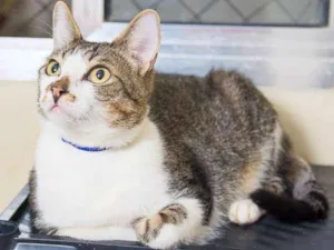 Gato raça  idade 3 anos nome Lirio