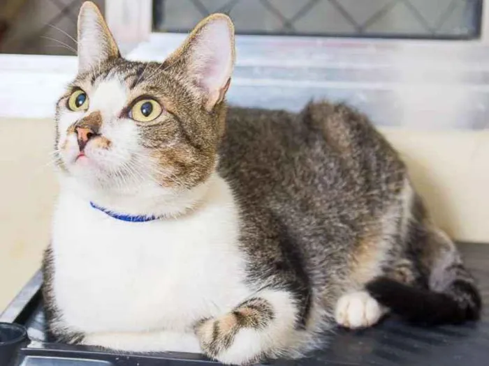 Gato ra a  idade 3 anos nome Lirio