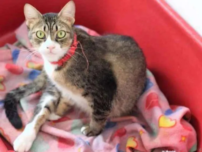 Gato ra a  idade 2 anos nome Cecilia