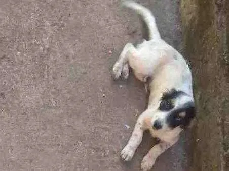 Cachorro ra a Vira lata idade 2 a 6 meses nome Marronzinha
