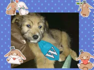Cachorro raça SRD idade 2 a 6 meses nome diguinho