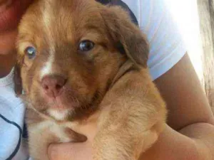 Cachorro raça SRD idade 2 a 6 meses nome Rimena