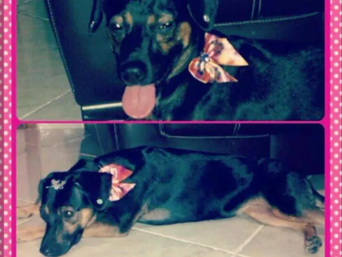 Cachorro ra a Srd idade 3 anos nome Lady