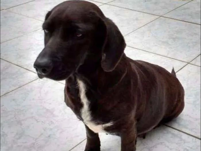 Cachorro ra a SRD idade 6 ou mais anos nome SERENA