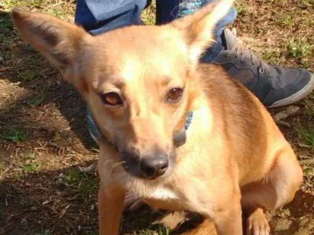 Cachorro ra a SRD idade 2 anos nome FLORZINHA