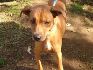 Cachorro raça SRD idade 4 anos nome ANALU