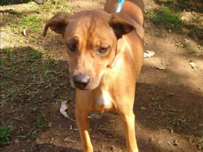 Cachorro ra a SRD idade 4 anos nome ANALU