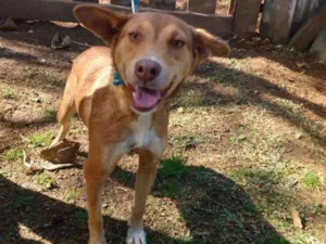 Cachorro raça SRD idade 5 anos nome BEBETI