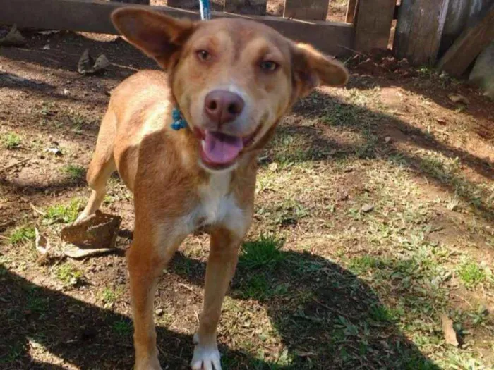 Cachorro ra a SRD idade 5 anos nome BEBETI