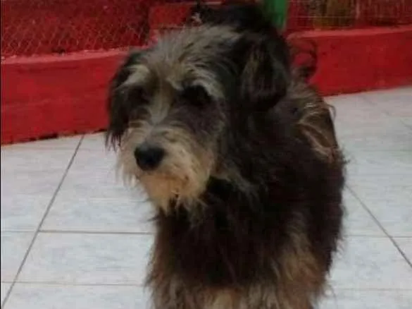 Cachorro ra a SRD idade 5 anos nome JOJO
