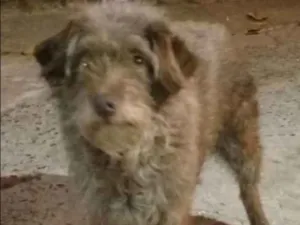 Cachorro raça SRD idade 5 anos nome VIDA