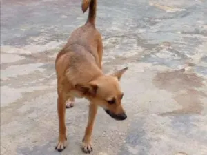 Cachorro raça SRD idade 3 anos nome NININHA