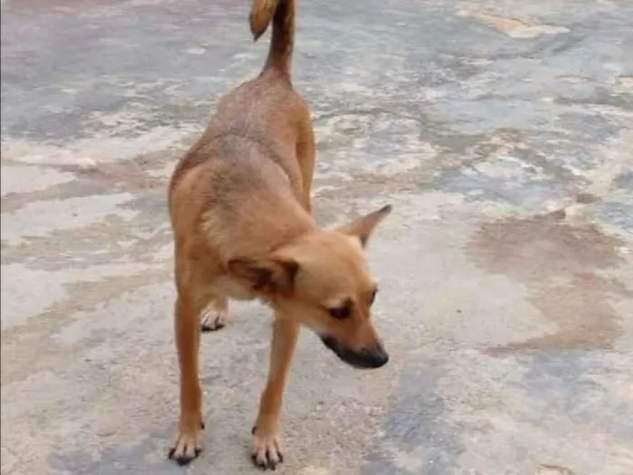 Cachorro ra a SRD idade 3 anos nome NININHA