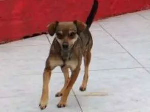 Cachorro raça SRD idade 2 anos nome PITIKA