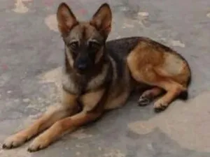 Cachorro raça SRD idade 1 ano nome LORY