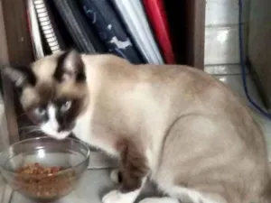 Gato raça  idade 2 a 6 meses nome miminho