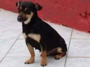 Cachorro raça SRD idade 2 anos nome BIJU