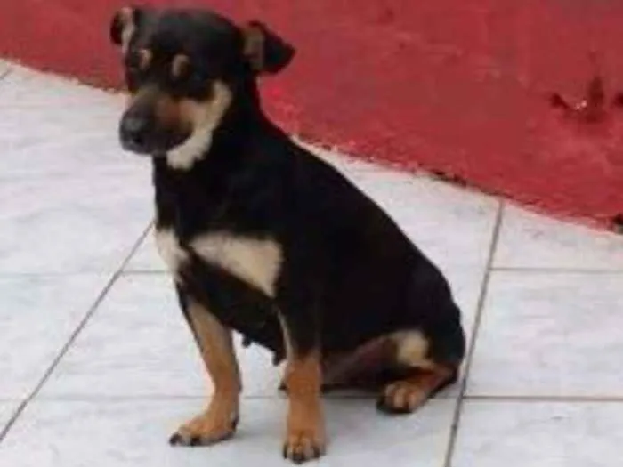 Cachorro ra a SRD idade 2 anos nome BIJU