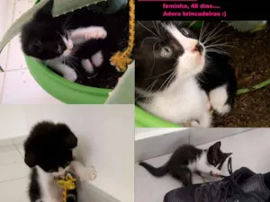 Gato raça SRD idade Abaixo de 2 meses nome Capa preta