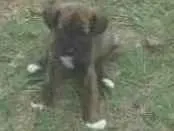 Cachorro raça Srd idade 2 a 6 meses nome Sem foto
