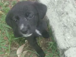 Cachorro raça Srd idade 2 a 6 meses nome Sem nome