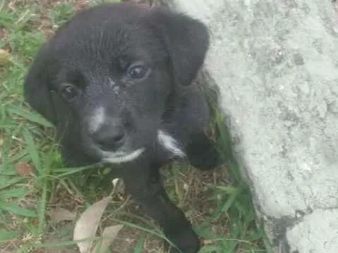 Cachorro ra a Srd idade 2 a 6 meses nome Sem nome