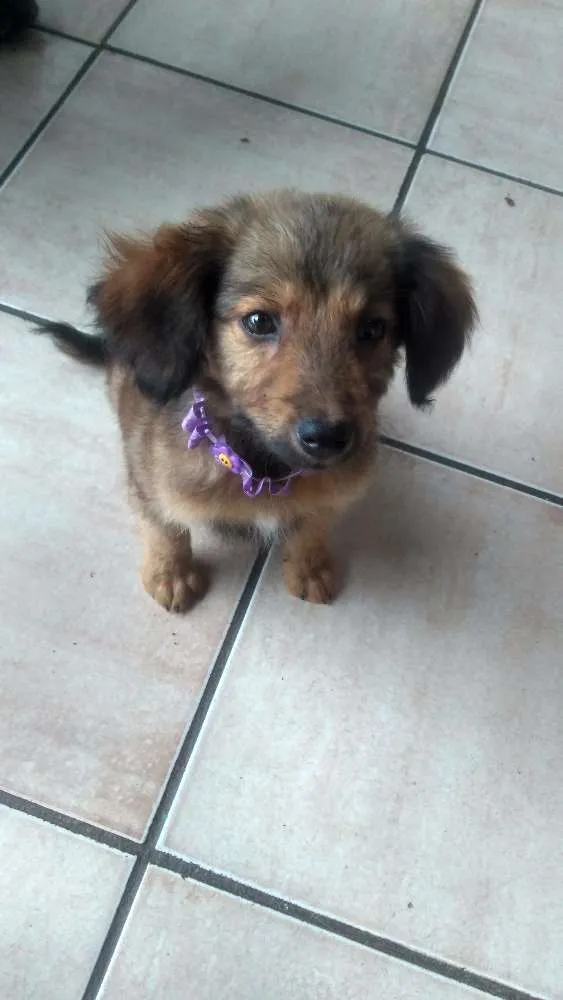 Cachorro ra a Não identificado idade 2 a 6 meses nome Dory
