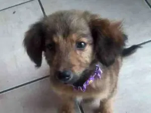 Cachorro raça Não identificado idade 2 a 6 meses nome Dory