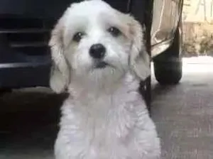 Cachorro raça Lhasa apso com shitsu  idade 2 anos nome Xuxa