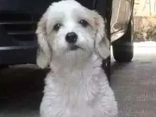 Cachorro ra a Lhasa apso com shitsu idade 2 anos nome Xuxa