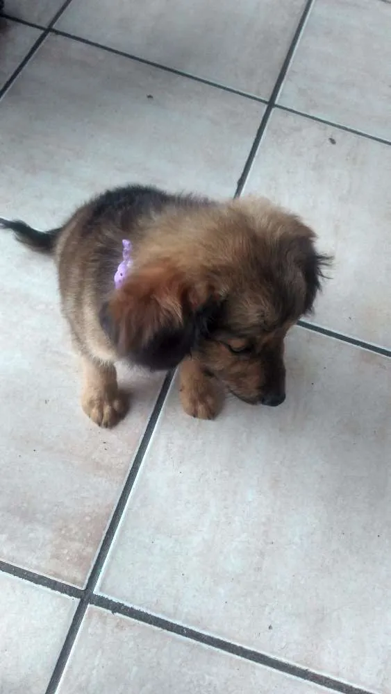 Cachorro ra a Não identificado idade 2 a 6 meses nome Dory