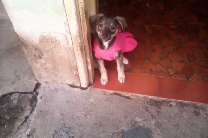 Cachorro ra a srd idade 2 a 6 meses nome safira