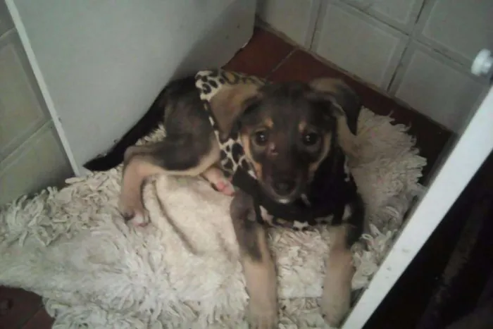 Cachorro ra a srd idade 2 a 6 meses nome safira