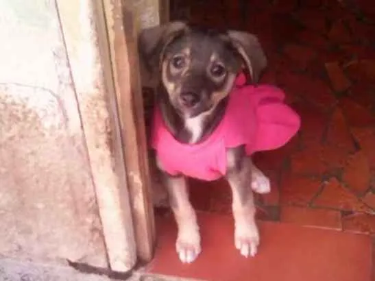 Cachorro ra a srd idade 2 a 6 meses nome safira