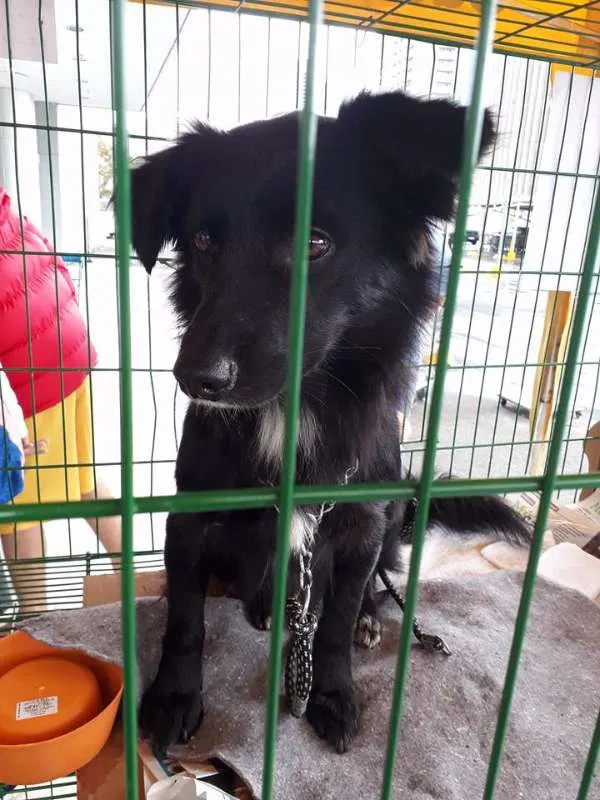 Cachorro ra a SRD idade 2 anos nome Choquito/ Neguinho