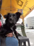 Choquito/ Neguinho