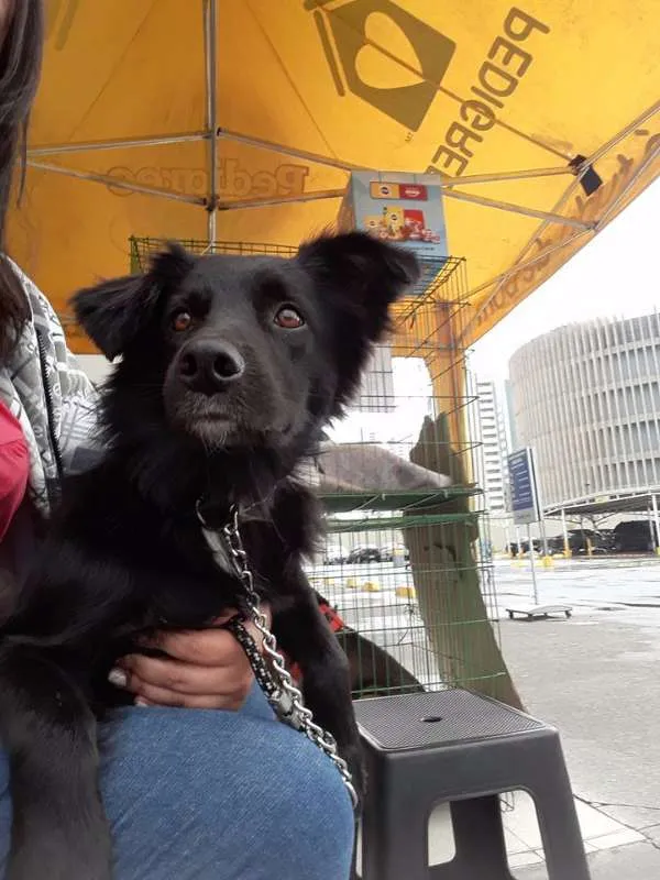 Cachorro ra a SRD idade 2 anos nome Choquito/ Neguinho