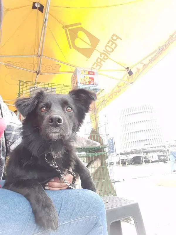 Cachorro ra a SRD idade 2 anos nome Choquito/ Neguinho