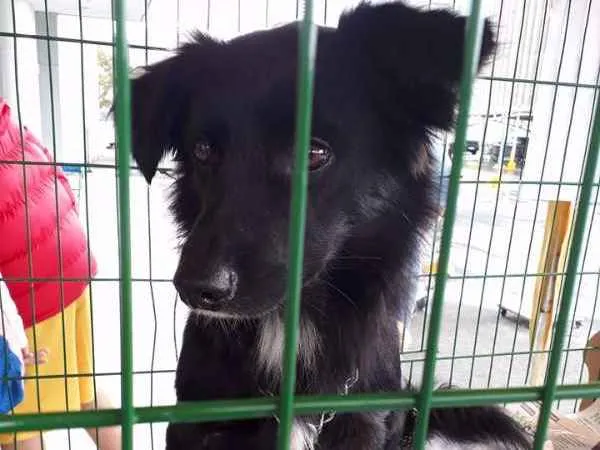 Cachorro ra a SRD idade 2 anos nome Choquito/ Neguinho